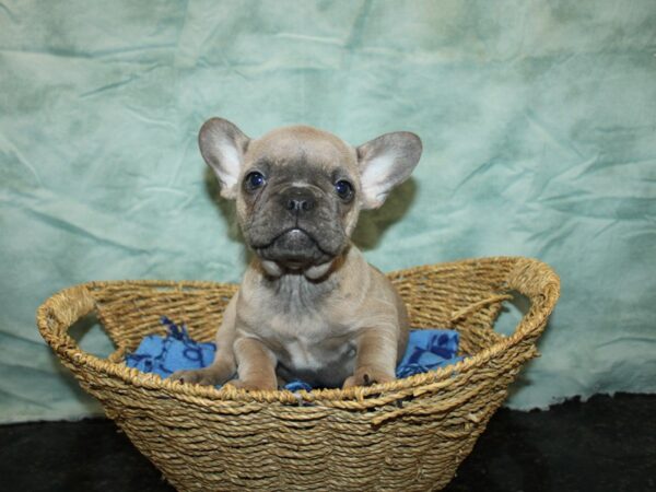 French Bulldog Dog Male Lilac 21012 Petland Dalton, Georgia