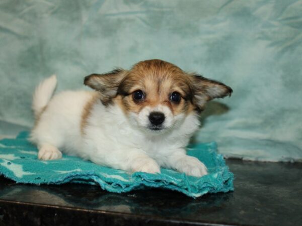 Papillon-Dog-Female-Sable / White-9789-Petland Dalton, Georgia