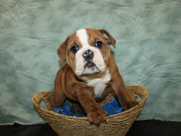 English Bulldog-Dog-Female-Brindle-20999-Petland Dalton, Georgia