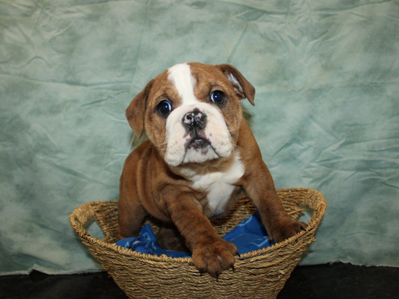 English Bulldog-Female-Brindle-4137829-Petland Dalton