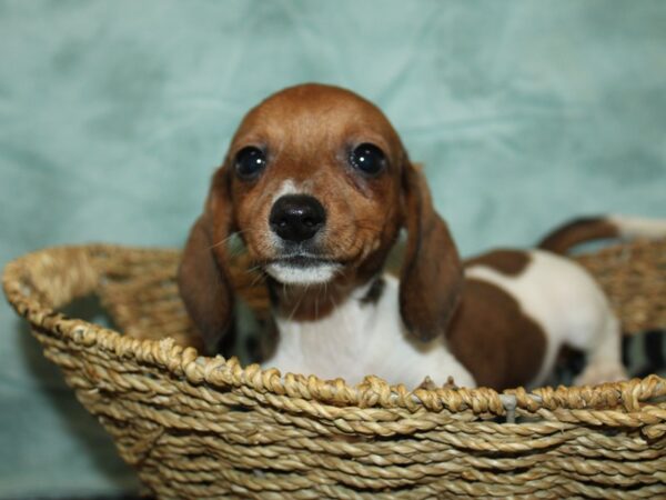 Miniature Dachshund-Dog-Female--21014-Petland Dalton, Georgia