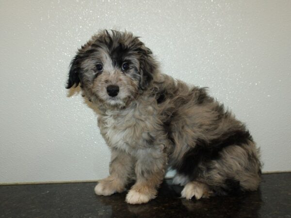 Aussiedoodle Mini-Dog-Female-Blue Merle-21004-Petland Dalton, Georgia