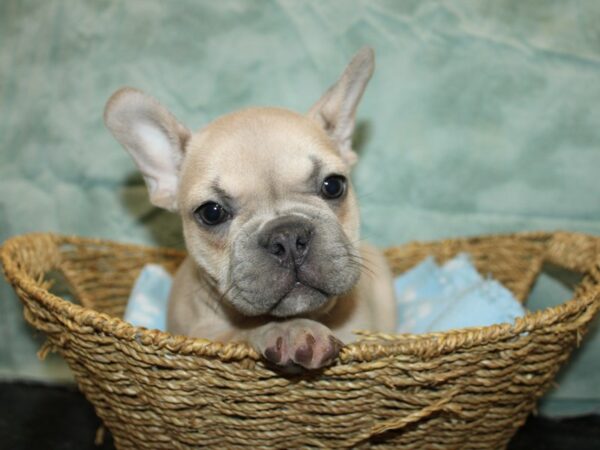 French Bulldog Dog Male blue fawn 21017 Petland Dalton, Georgia