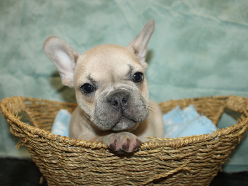 French Bulldog-Male-blue fawn-4147314-Petland Dalton