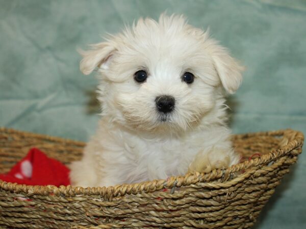 Maltese Dog Female White 21019 Petland Dalton, Georgia