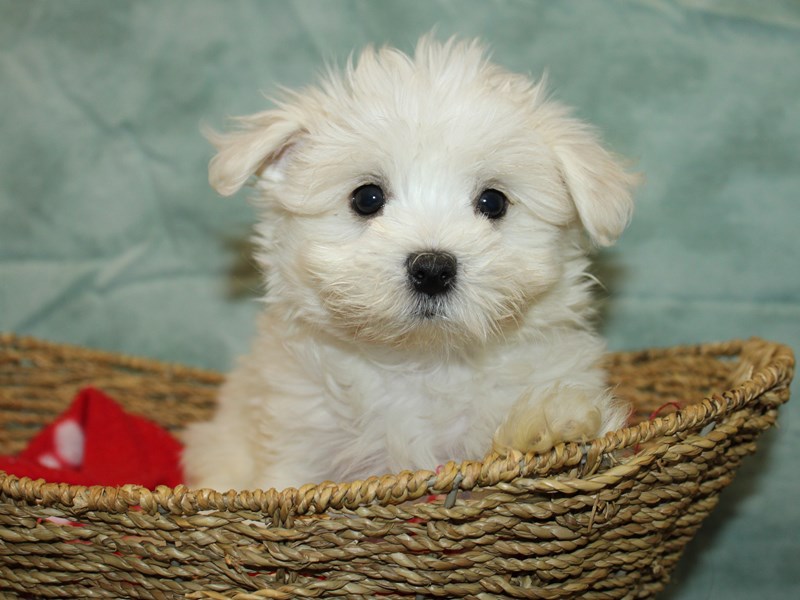 Maltese-Female-White-4147405-Petland Dalton
