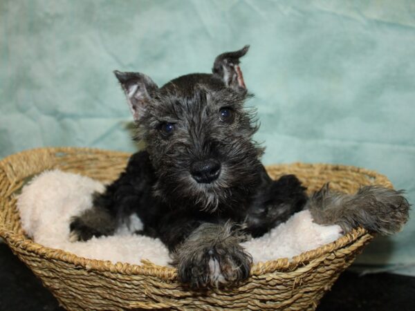 Miniature Schnauzer Dog Male Salt / Pepper 21021 Petland Dalton, Georgia