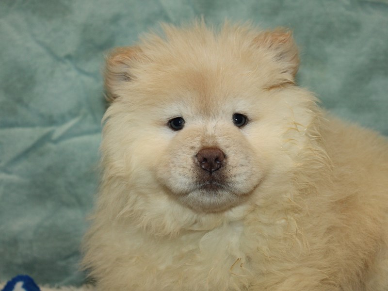 Chow Chow-Female-Cream-4147352-Petland Dalton