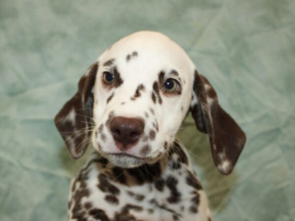 Dalmatian Dog Female Liver / White 9799 Petland Dalton, Georgia