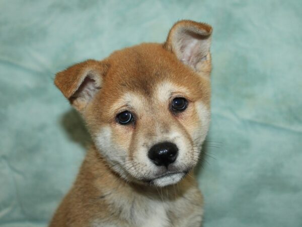 Shiba Inu-Dog-Male-Red-9800-Petland Dalton, Georgia