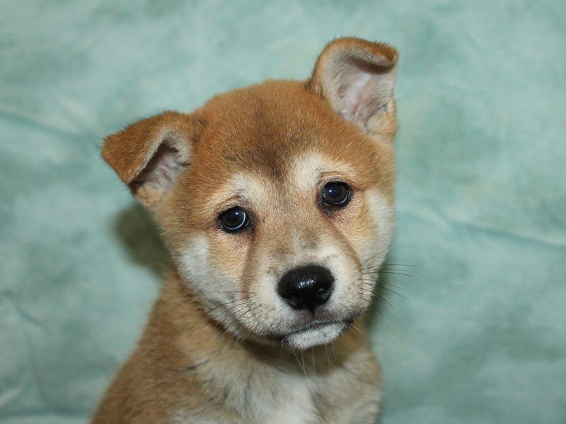 Shiba Inu-Male-Red-4148912-Petland Dalton