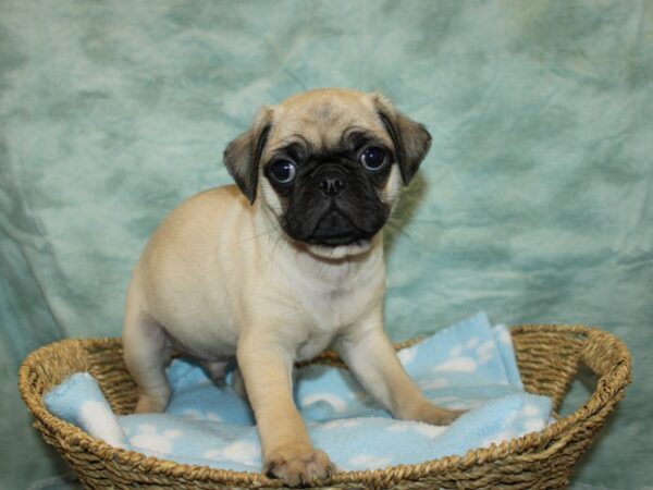 [#9744] Fawn Male Pug Puppies For Sale