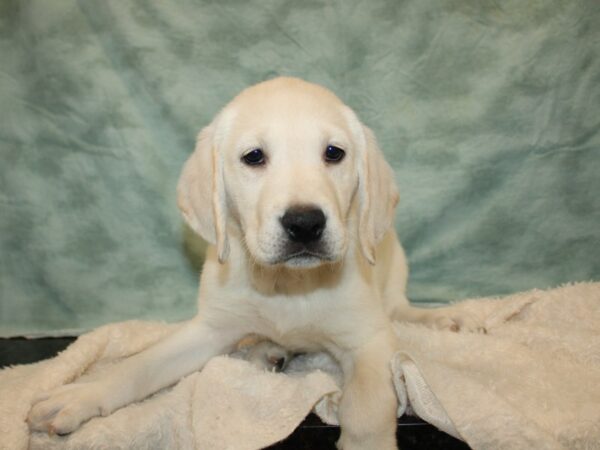 [#9743] Yellow Male Labrador Retriever Puppies For Sale