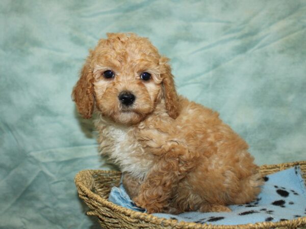 [#9735] Cream Male Goldendoodle Puppies For Sale