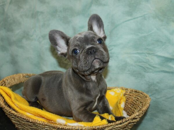 [#20917] Blue Male French Bulldog Puppies For Sale