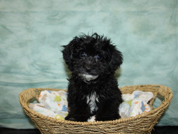 [#9756] Male Yorkiepoo Puppies For Sale