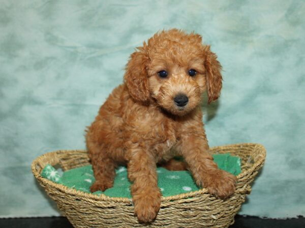 [#9760] red Male Miniature Goldendoodle Puppies For Sale