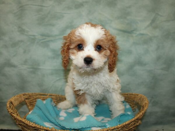 [#9759] Blenheim Female Cavachon Puppies For Sale