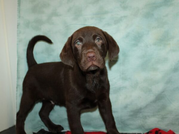 [#20947] Chocolate Male Labrador Retriever Puppies For Sale