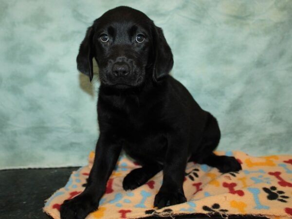 [#9764] Black Female Labrador Retriever Puppies For Sale