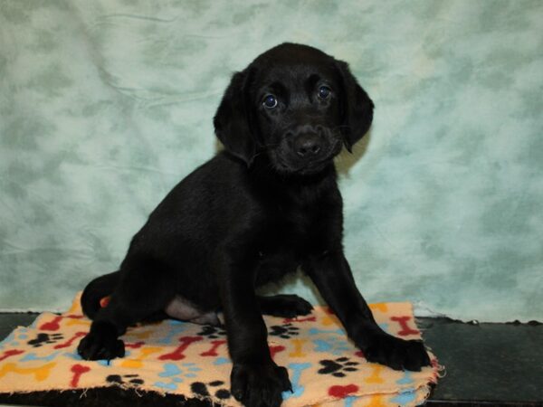 [#20945] Black Male Labrador Retriever Puppies For Sale