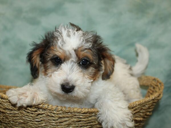 [#9772] Gray / White Male Yorkiepoo Puppies For Sale