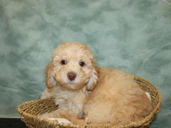 [#9770] Red Male Cockadoodle Puppies For Sale