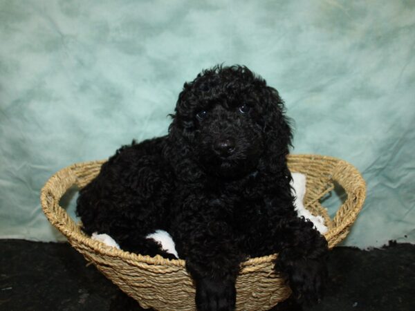 [#9768] Black Male Standard Poodle Puppies For Sale