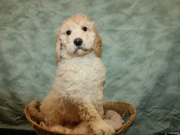 [#9771] Cream Female Miniature Goldendoodle Puppies For Sale