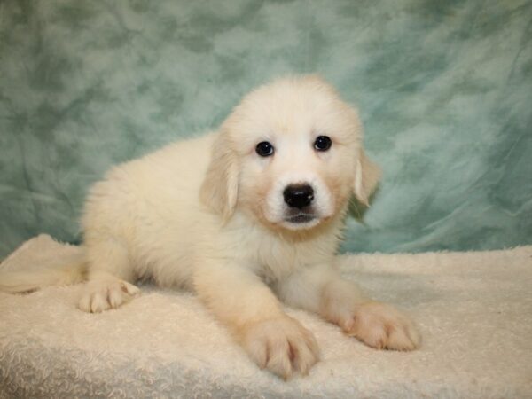 [#20964] White Female Great Pyrenees Puppies For Sale