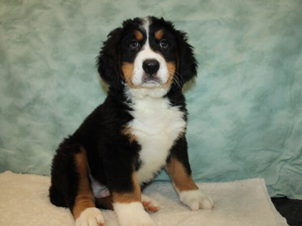 [#20962] Black Rust and White Male Bernese Mountain Dog Puppies For Sale