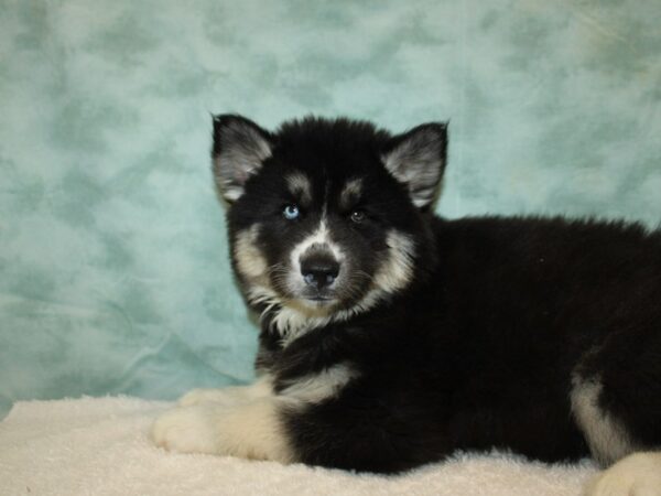 [#9767] Black Tan and White Male Siberian Husky Puppies For Sale