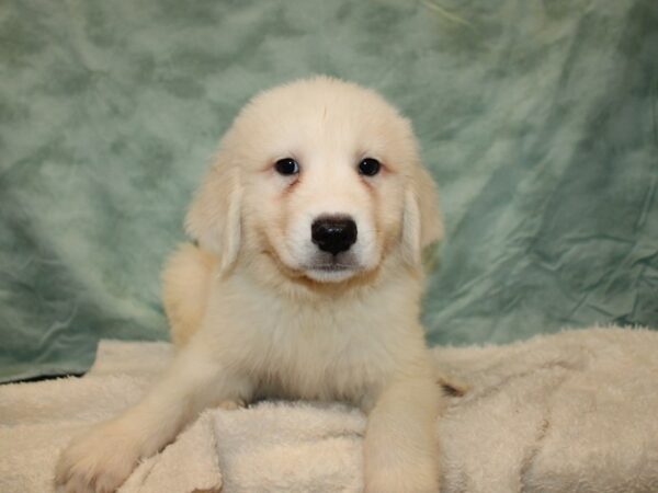 [#9766] White Male Great Pyrenees Puppies For Sale
