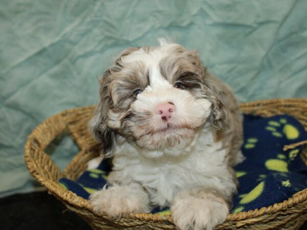 [#9775] Chocolate Merle Male Schnoodle Puppies For Sale