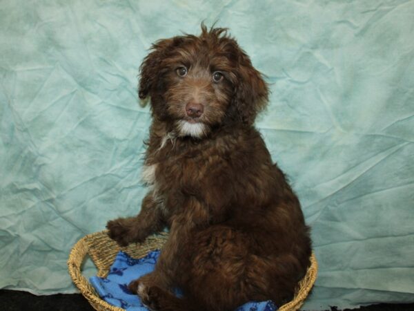 [#9776] Chocolate Female Aussidoodle Puppies For Sale