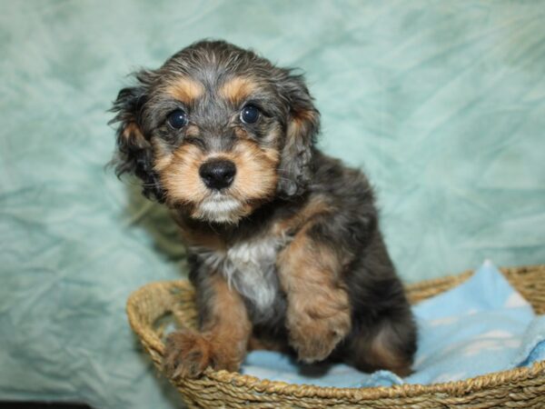 Cavapoo Dog Female Black White / Tan 20995 Petland Dalton, Georgia