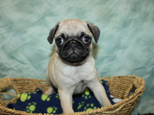 [#20988] Fawn Male Pug Puppies For Sale