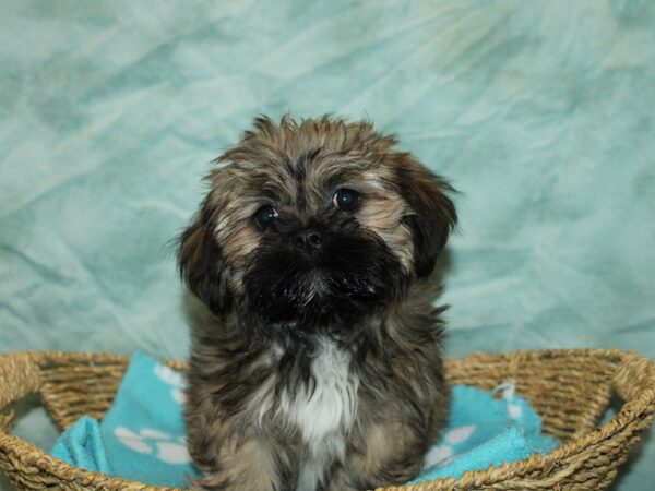[#9783] Red Gold Male Lhasa Apso Puppies For Sale
