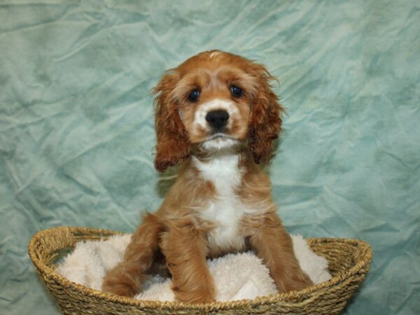 [#20983] Buff Male Cocker Spaniel Puppies For Sale