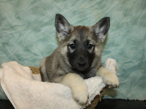 [#20985] Gray Black / Silver Male Norwegian Elkhound Puppies For Sale