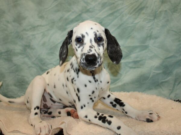 [#20984] White / Black Female Dalmatian Puppies For Sale