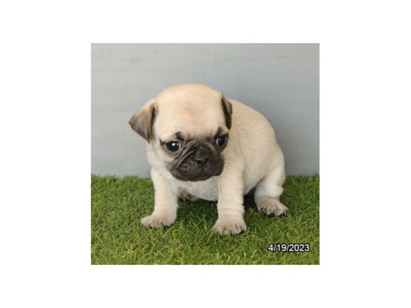 [#21003] Fawn Male Pug Puppies For Sale