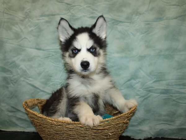 Siberian Husky Dog Female Black / White 21009 Petland Dalton, Georgia