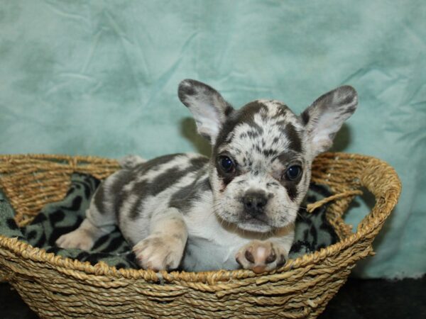 French Bulldog Dog Female 21013 Petland Dalton, Georgia