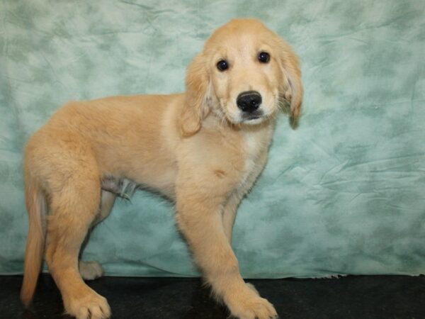 [#21002] Cream Male Golden Retriever Puppies For Sale