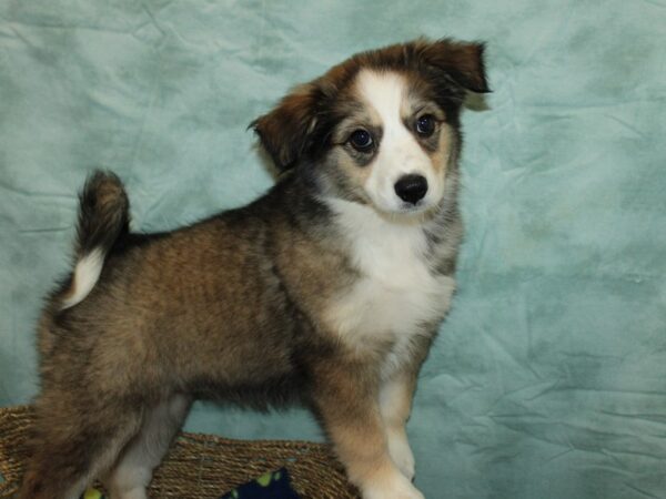 [#9794] Merle Female Aussimo Puppies For Sale