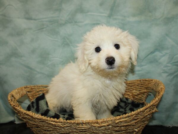 Coton De Tulear Dog Male 9793 Petland Dalton, Georgia