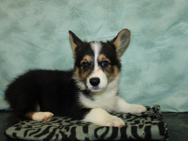 Pembroke Welsh Corgi-Dog-Male--9792-Petland Dalton, Georgia