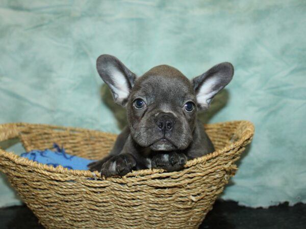 [#9791] Lilac Male French Bulldog Puppies For Sale