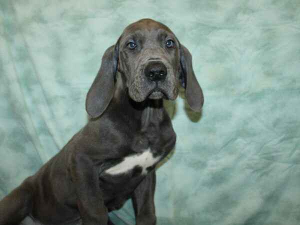 [#9787] Blue Female Great Dane Puppies For Sale